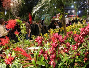 flower-show-pic1