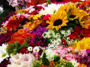 flowers2