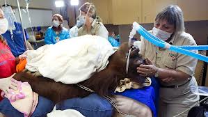 orangutan con cancer