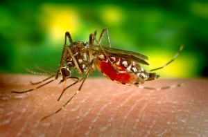 El dengue sigue cobrando vidas en Latinoam&eacute;rica, donde los fallecidos superan los 400 y los casos ascienden a casi 161.000 contagiados, lo que preocupa a los Gobiernos de la regi&oacute;n que mantienen las campa&ntilde;as para prevenir el avance del brote.