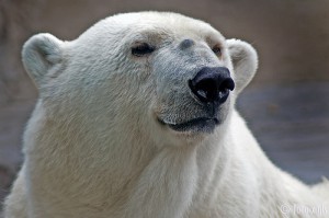 Oso_polar_argentina