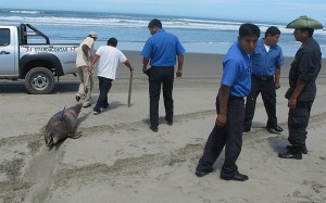 deflines_lobos_marinos_perú_muertos