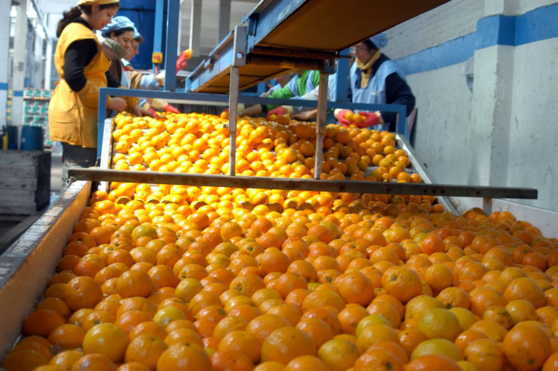 citricos-uruguay-exportaciones-estados-unidos citricos-uruguay-exportaciones-estados-unidos
