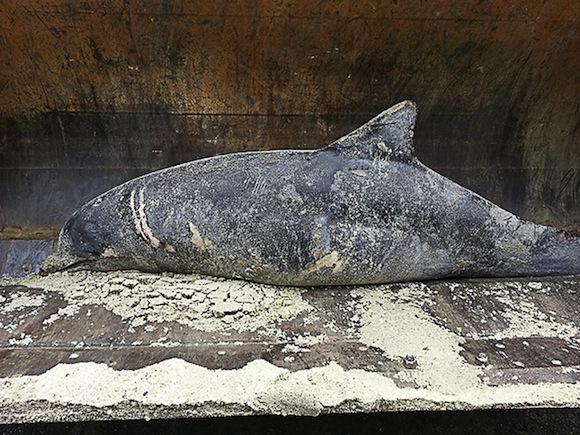 Imagen cedida por la Policía de Monmouth Beach de un delfín muerto en Nueva Jersey, EEUU. Según las autoridades federales 288 delfines han sido hallados muertos en la costa este del país en lo que va de año.