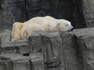Muere Gus, el oso polar del zool&oacute;gico del Central Park.