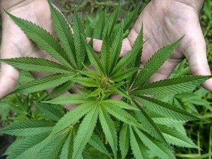 MARIHUANA ya est&aacute; en 28 % de nuestro territorio.