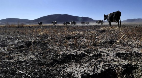 La sequía, que puede ser, según los expertos, más dañina que la combinación de ciclones, inundaciones y sismos, asuela una amplia zona de América Latina y el Caribe en un año en el que el fenómeno El Niño ha hecho su aparición.