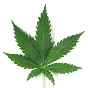 MARIJUANA
