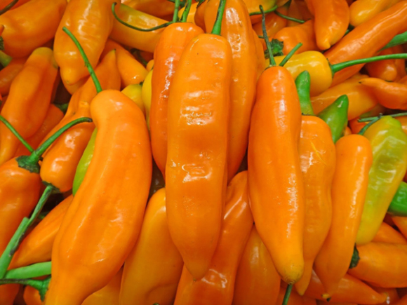 El chile o Aj&iacute; Amarillo est&aacute; tan intr&iacute;nsecamente asociado a la gastronom&iacute;a peruana su variedad m&aacute;s conocida es el Capsicum baccatum que se caracteriza por el sabor ahumado afrutado muy particular. De sabor picante suave, con matices dulces, es complejo y completo sin ser insoportable, saborearlo ofrece una experiencia &uacute;nica, algo as&iacute; como la degustar dos aj&iacute;es en uno, cuando est&aacute; crudo es de color anaranjado brillante y se transforma en amarillo al cocinarlo.
