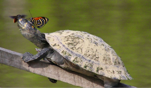 Una tortuga, un pajarito y una mariposa son algunas de las especies animales que conviven en total armon&iacute;a entre s&iacute; en este santuario de la flora y fauna del planeta.