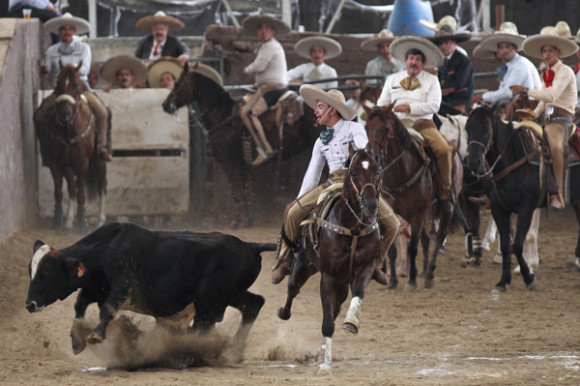 Grupos de charros ejecutan "suertes" con sus caballos. 
