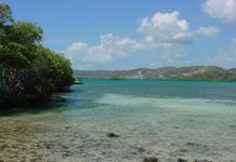 Puerto Rico y sus bahías bioluminiscentes La bahía bioluminiscente de la Parguera.