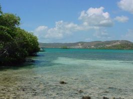 Puerto Rico y sus bahías bioluminiscentes La bahía bioluminiscente de la Parguera.