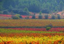 Utiel-Requena y Alicante defenderán su territorio Los hermosos y milenarios viñedos de Utiel Requena, al sur de Valencia, durante el otoño.