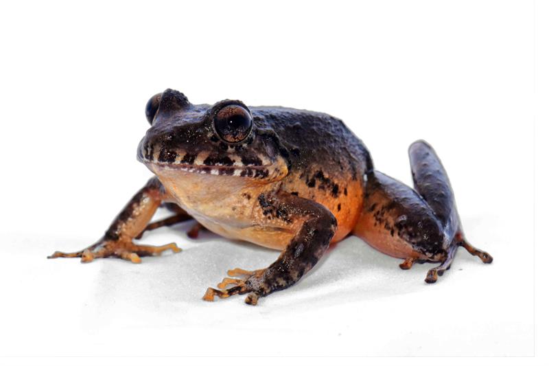 Fotograf&iacute;a sin fechar cedida hoy, martes 6 de junio de 2017, por la Universidad de Costa Rica, de la rana de vientre rojo Craugastor escoces, especie que hab&iacute;a sido declarada extinta por la Uni&oacute;n Internacional para la Conservaci&oacute;n de la Naturaleza (UICN) en el 2004 y que fue redescubierta el pasado 19 de septiembre de 2016, en el Parque Nacional del Agua de Costa Rica. 