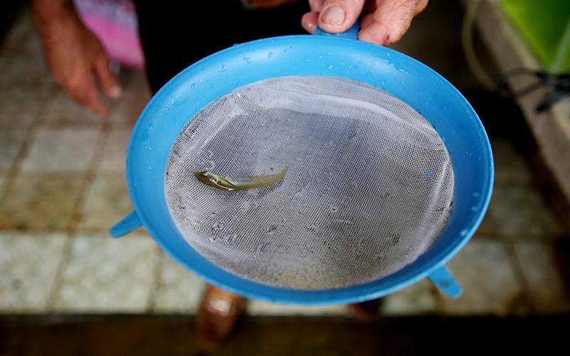 La arawana plateada, un pez propio del r&iacute;o Amazonas que alcanza de adulto unos 90 centr&iacute;metros de largo, es considerado un amuleto para la prosperidad por los japoneses