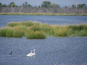 Jamaica Bay Refugio Vida Silvestre NYC
