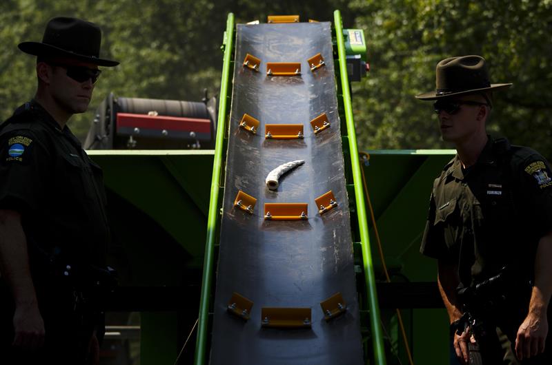 Polic&iacute;as del Departamento de Conservaci&oacute;n Medioambiental del Estado de Nueva York se dispone a quemar m&aacute;s de una tonelada de marfil ilegal, que representa la muerte de m&aacute;s de 100 elefantes, confiscado contra la caza furtiva y el tr&aacute;fico animal, en el Central Park, Nueva York