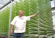 Investigan algas como posible fuente para biocombustibles