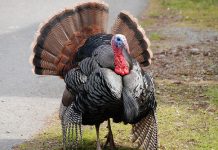 THANKSGIVING también: ¿debemos acaso borrar del mapa el Dia de Thanksgiving o de Acción de Gracias, que significó “el inicio del genocidio” de los indígenas, según palabras de los “críticos” modernos del pasado-?