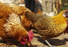 Los recientes brotes de salmonella que se han registrado en varios estados no solo están relacionados a comida contaminada, sino también al contacto con animales vivos, informaron hoy los Centros de Control y Prevención de Enfermedades (CDC).