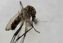 DESPUES del virus del Nilo, ¿ahora el Zika? Todos los casos reportados son de hispanos que fueron a Centro y Sur América, así como el Caribe y México.