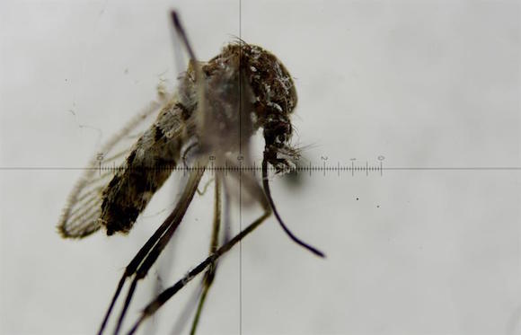 La inmunizaci&oacute;n contra el virus del dengue puede funcionar al mismo tiempo para prevenir las infecciones por zika