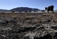 La falta de lluvias asuela grandes zonas de América en un año con Niño