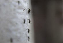 El virus del Zika está vinculado con el nacimiento de niños con deformidades.