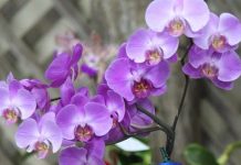 La Flor de Espíritu Santo, emblema nacional de Panamá Phalaenopsis