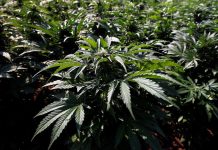 El amor de un grupo de madres latinoamericanas rompió leyes y fronteras al impulsar el autocultivo y el uso medicinal del cannabis