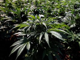 El amor de un grupo de madres latinoamericanas rompió leyes y fronteras al impulsar el autocultivo y el uso medicinal del cannabis