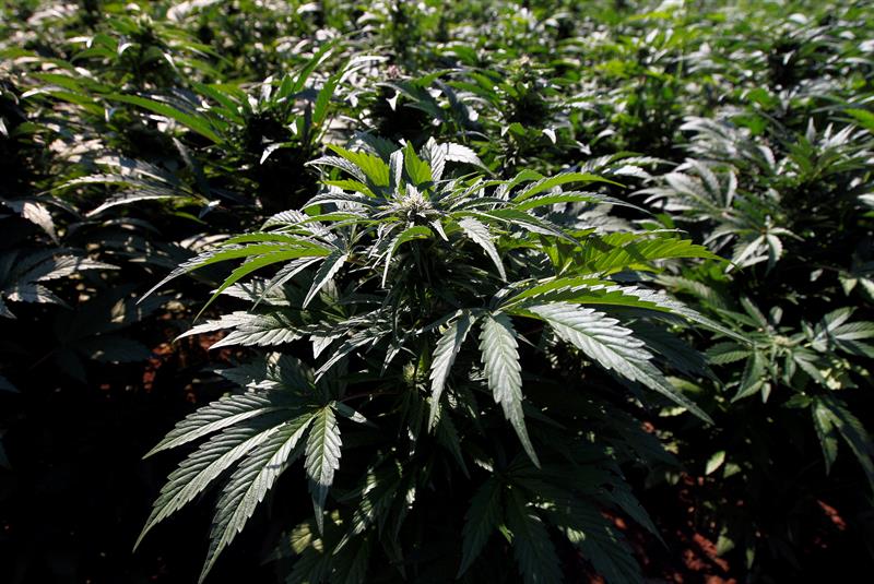 El amor de un grupo de madres latinoamericanas rompi&oacute; leyes y fronteras al impulsar el autocultivo y el uso medicinal del cannabis
