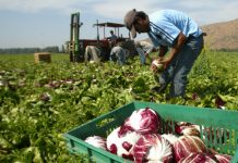 Legisladores coinciden en necesidad de programa de trabajadores "huéspedes"