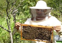 México se ha convertido en el principal suministrador de miel para Alemania, país al que en 2012 exportó un total de 15.400 toneladas de ese producto, informó hoy la Oficina Federal de Estadística (Destatis).