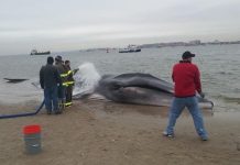 Muere una ballena de 18 metros en una playa de Nueva York
