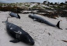 Mueren 4 ballenas y otras 30 quedan varadas en una playa del sur de Florida