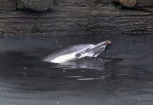 Muere un delfín atrapado en un canal de Nueva York