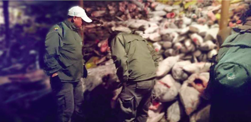 Entre las especies vulnerables, en el barco chino se encontraron 6.623 tiburones martillo, silky, zorro ojón y mako, entre otras especies protegidas y en peligro de extinción que fueron depredadas. (FOTO FACILITADA POR LA ARMADA DE ECUADOR)