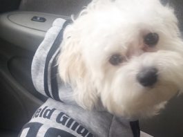 Mascotas de la Ciudad de Nueva York necesitan leyes efectivas y sanciones que les protejan
