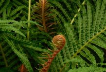 Centro de Rescate Amazónico en Ecuador logra recuperar flora y fauna perdidas