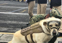 Frida, la heróica perrita labrador que conquistó a México Las fotos de Frida se han reproducido miles de veces en las redes sociales al ganarse el reconocimiento de los mexicanos por su importancia en los rescates.