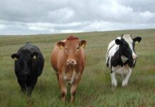 Consumo carne vacuna es 10 veces más costoso para el ambiente