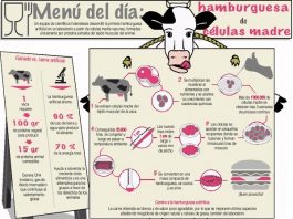 Menú del día: Hamburguesas de células madre