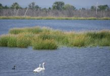 Jamaica Bay Refugio Vida Silvestre NYC