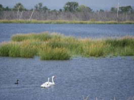 Jamaica Bay Refugio Vida Silvestre NYC