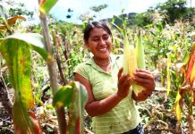 Los pobladores de la región Norte Chico, de Perú, cultivaban, procesaban y consumían maíz hace cinco mil años, según un equipo de investigadores que examinó cientos de muestras de suelo y residuos de herramientas de piedra, y que publicó sus conclusiones hoy en Proceedings of the Nacional Academy of Sciences.