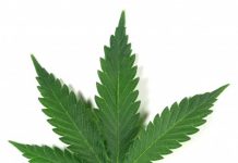 The New York Times aboga por legalizar la marihuana en Estados Unidos