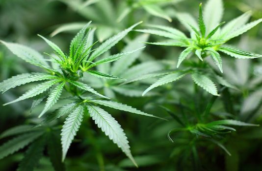 Ingresos públicos en millonadas para P.R. por la marihuana medicinal Marihuana