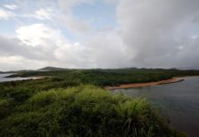 Gobierno Puerto Rico promueve proyecto de ley para crear primer Bosque Modelo
